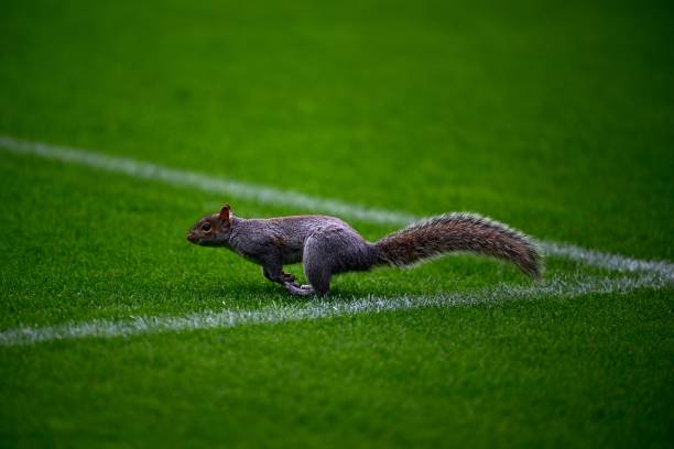 防守足球的精髓：從基礎(chǔ)到大師級(jí)技巧