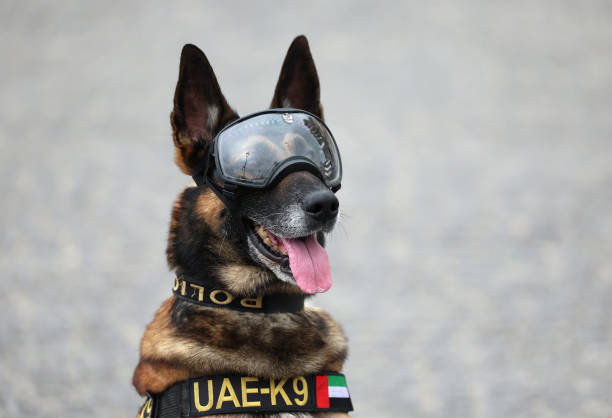 主場優(yōu)勢助力日本隊奪得乒乓球男雙金牌