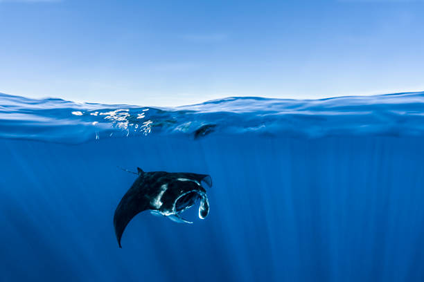 蘇炳添：為國(guó)爭(zhēng)光的體育精神象征