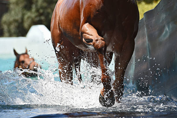 全國(guó)游泳等級(jí)標(biāo)準(zhǔn)表1000米的制定背景與意義
